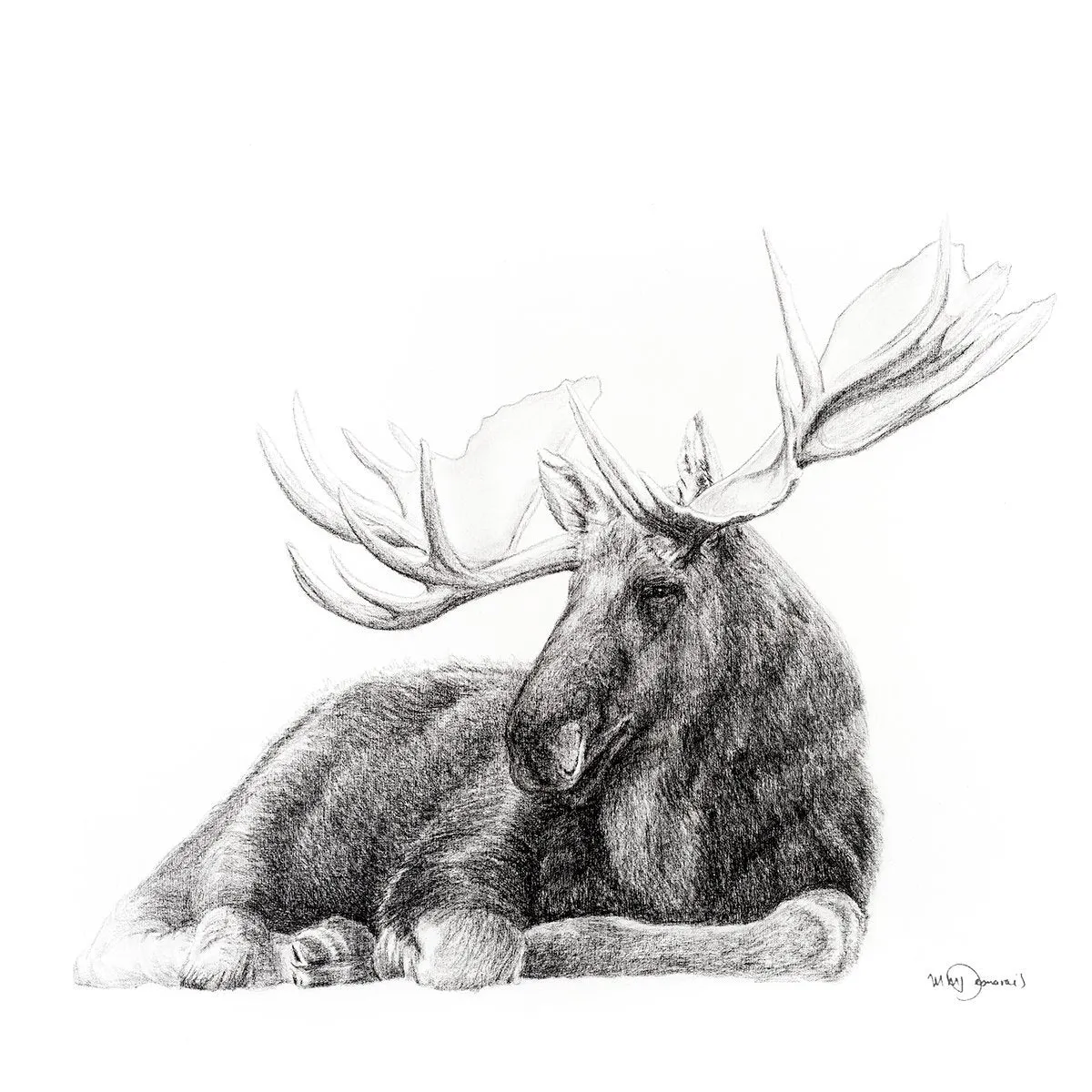 Majestic Moose